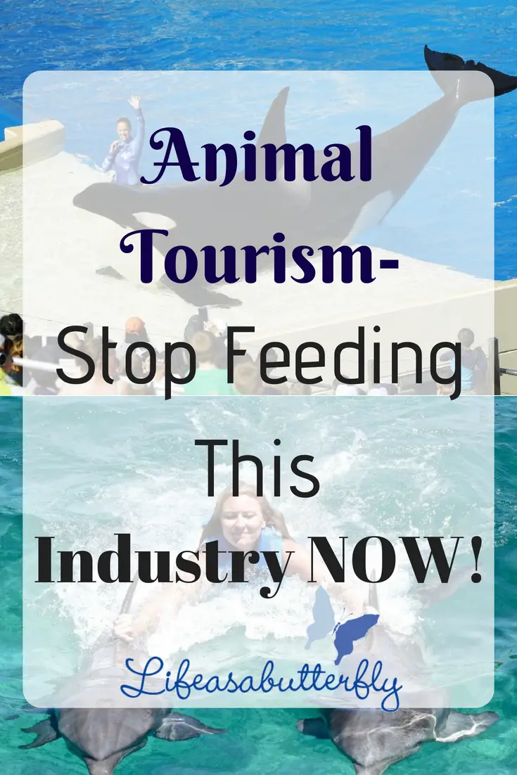 Animal Tourism- Stop Feeding this Industry NOW!