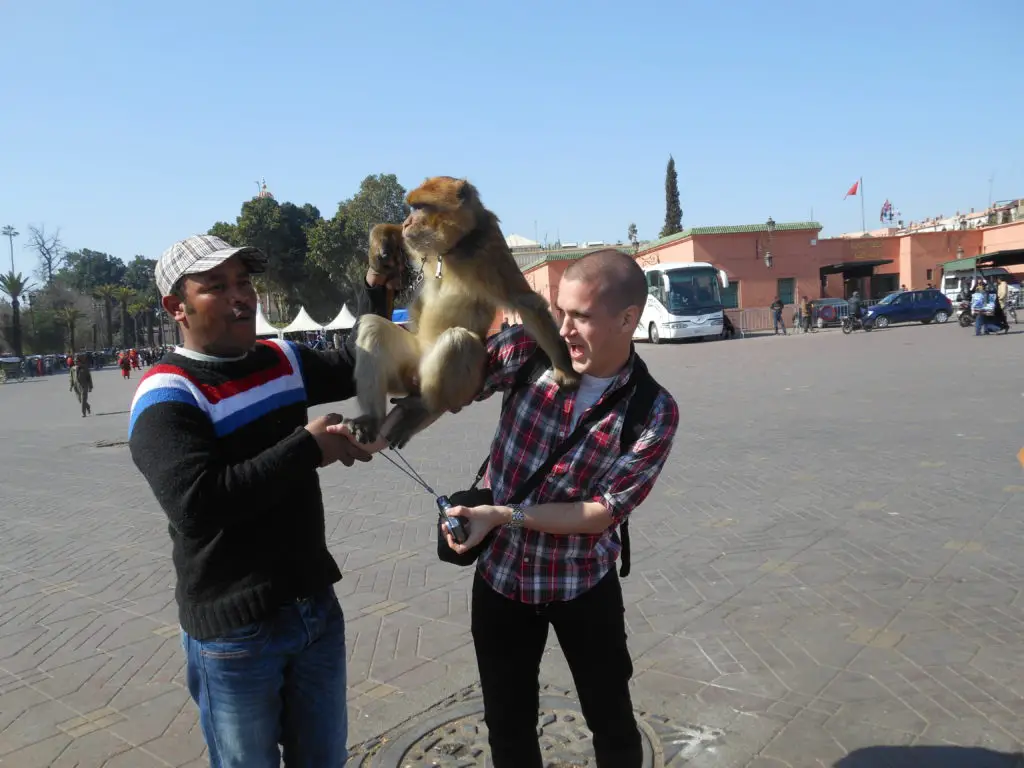 monkey marrakesh
