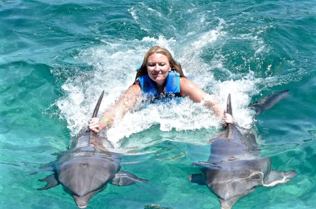 swimming with dolphins 