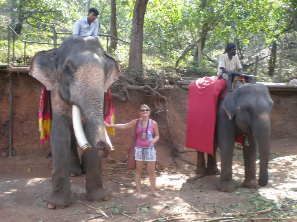 elephants Goa