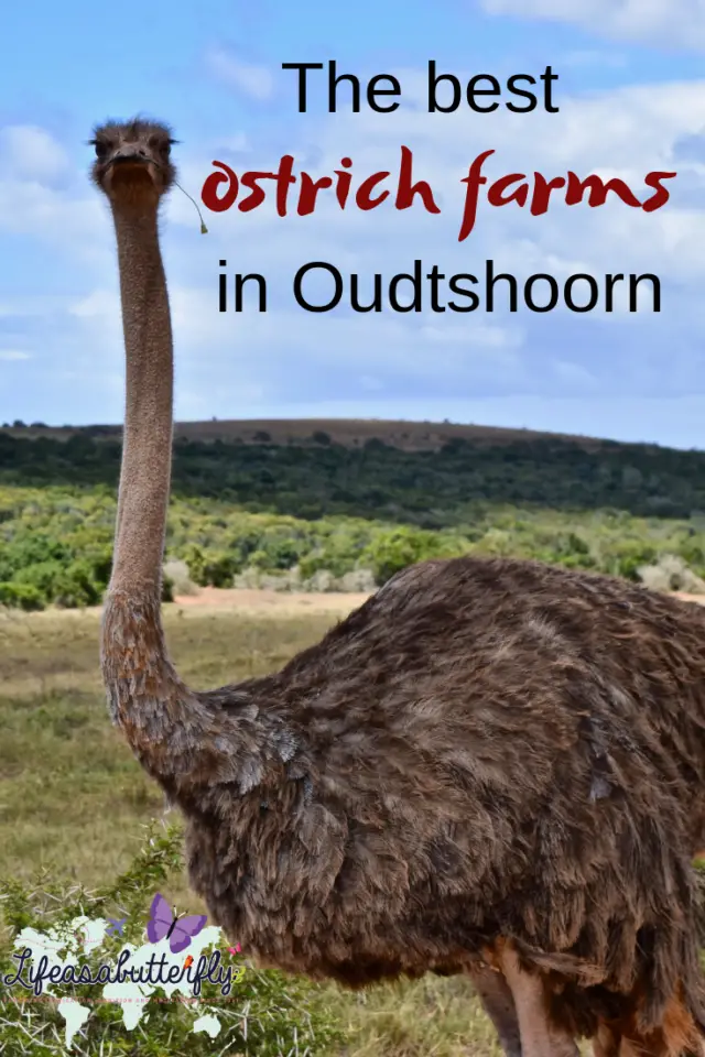  ostrich farms in Oudtshoorn